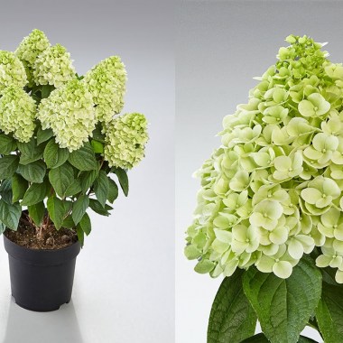 Hydr-paniculata-PANENKA-HP219901-2-HBA — копия